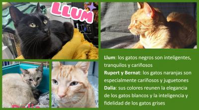 ¿Sabías qué el color de los gatos influye en su personalidad?