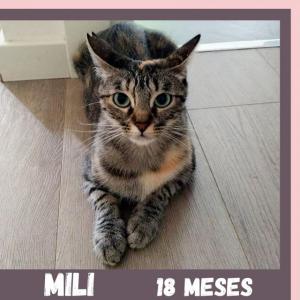 Mili