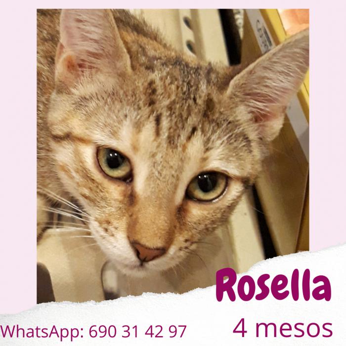 Rosella