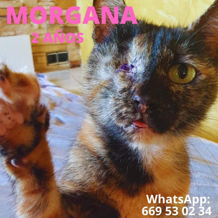 Morgana