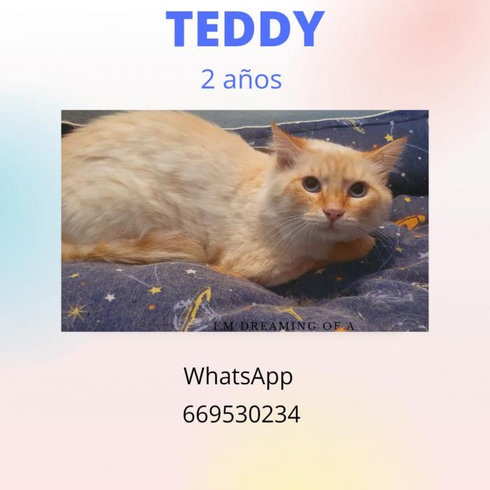 Teddy