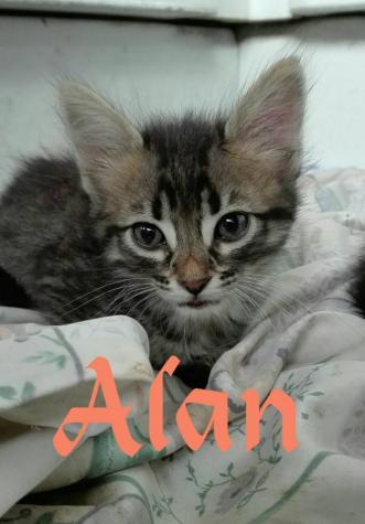 Alan 