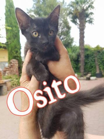 Osito