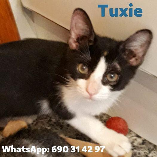 Tuxie