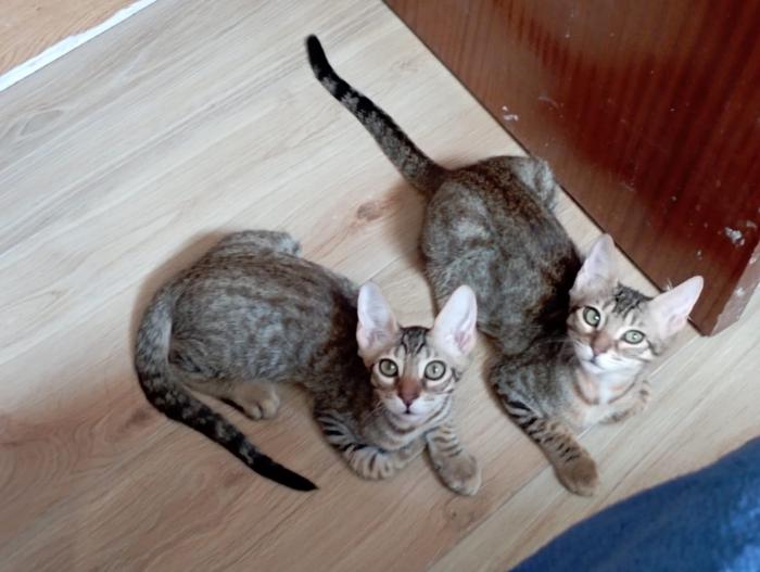 Tambor y Rufina Tambor y Rufina