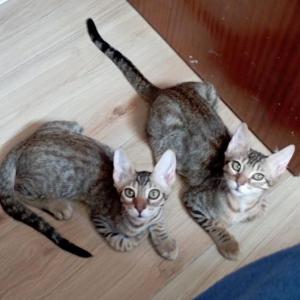 Tambor y Rufina 
