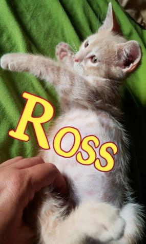 Ross