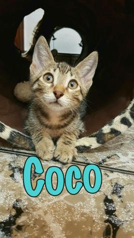 Coco