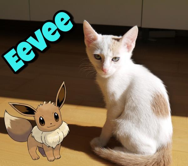 Chansey & Eevee