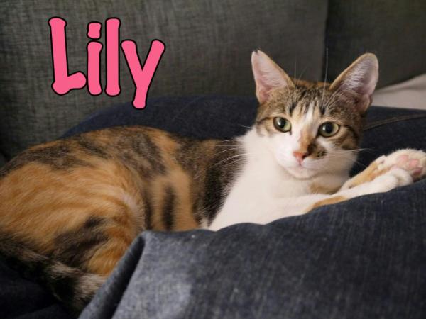 Lily