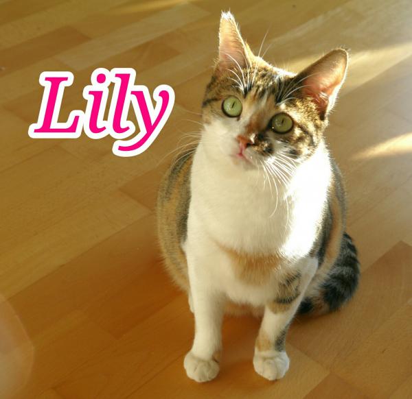 Lily