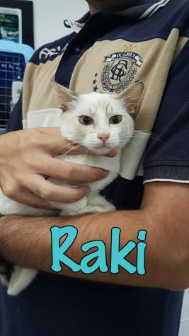 Raki