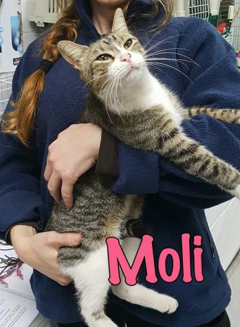 Moli