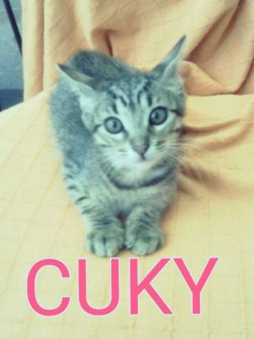 Cuky