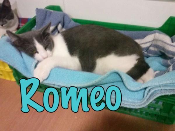 Romeo