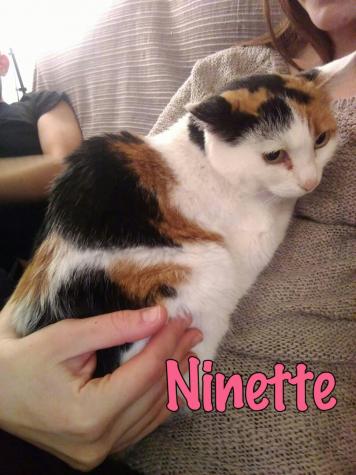 Ninette