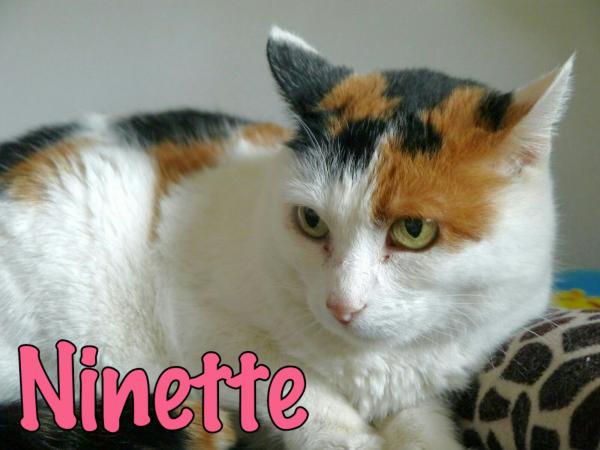 Ninette