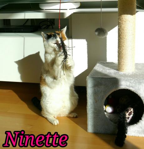 Ninette