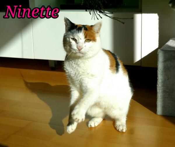 Ninette