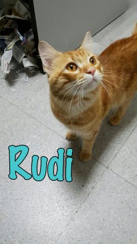 Rudi