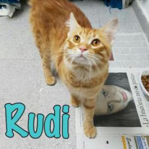 Rudi