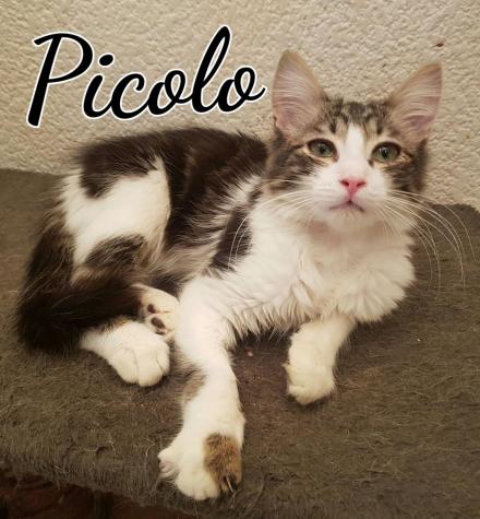 Picolo