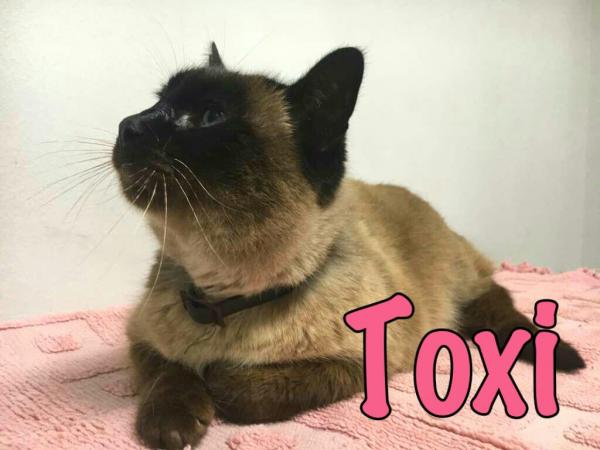 Toxi