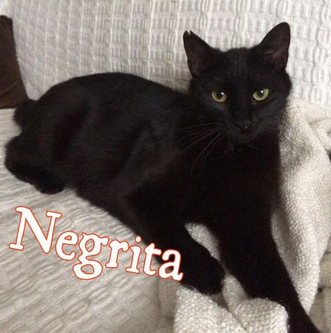 Negrita