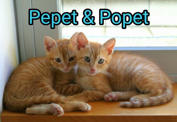Popet & Pepet