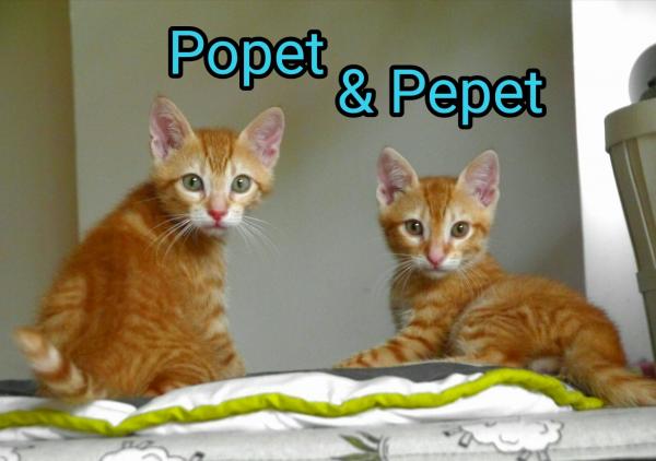 Popet & Pepet