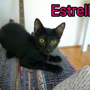 Estrella