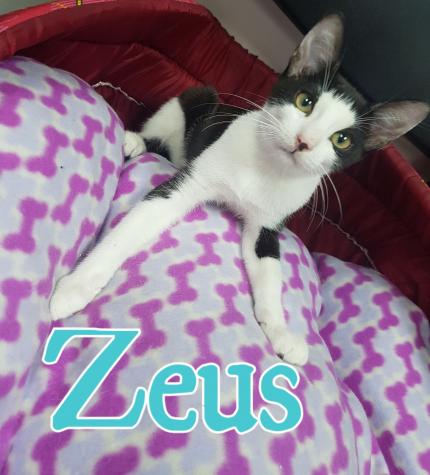 Zeus