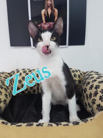 Zeus