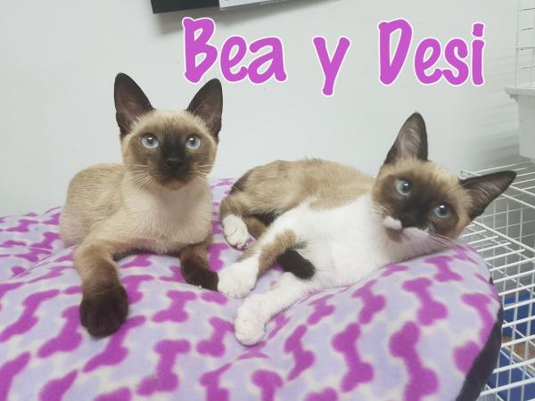 Desi & Bea