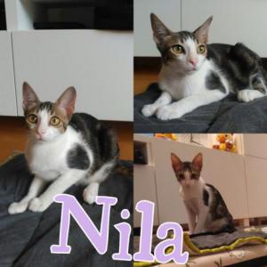 Nila