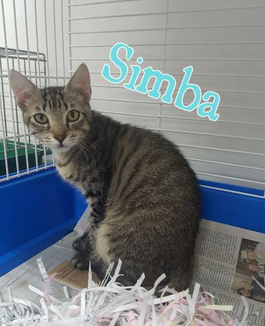 Simba