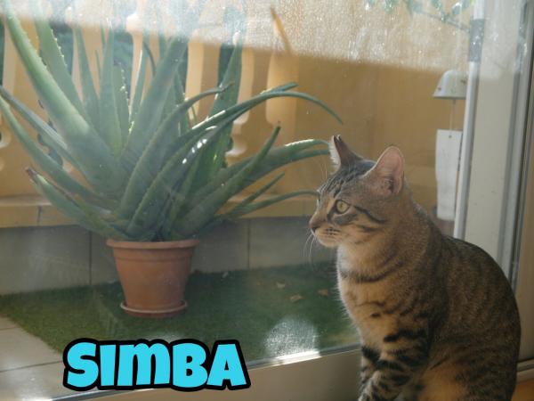 Simba