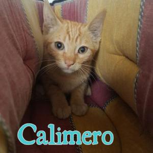 Calimero