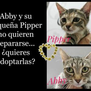 Abby y su pequea Pipper