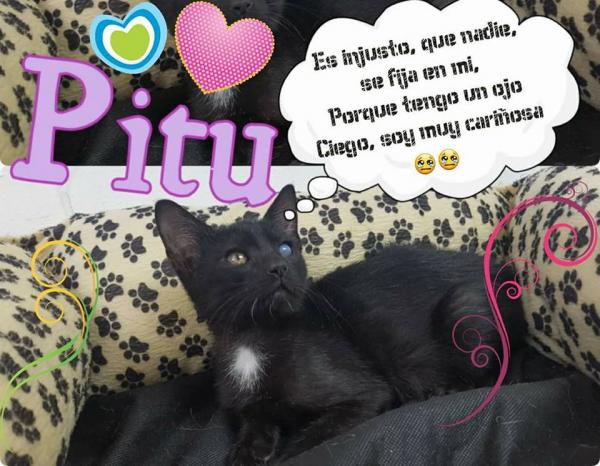 Pitu