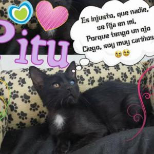 Pitu