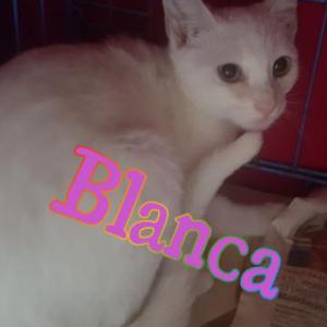 Blanca