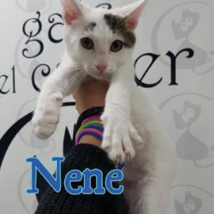 Nene