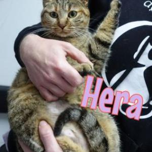 Hera