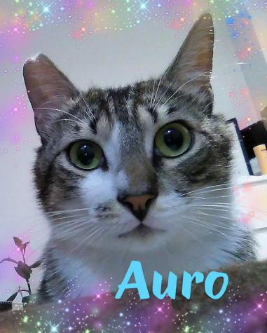 Auro