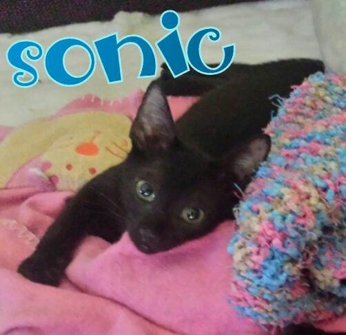 Sonic