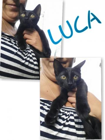 Luca