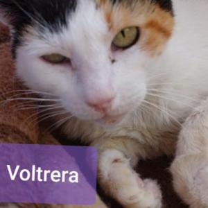 Voltrera