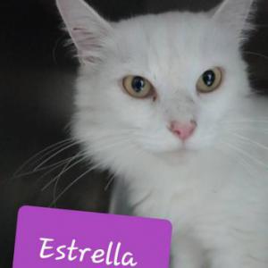 Estrella