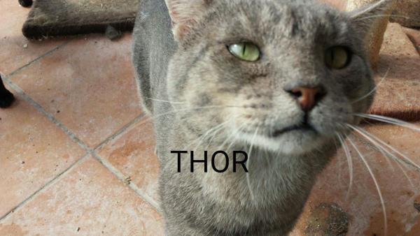 Thor